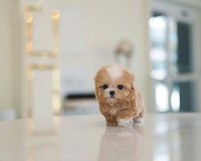 Teacup Maltipoo Puppies for Sale