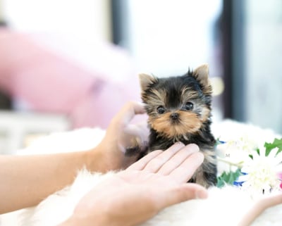 Teacup Yorkies for Sale