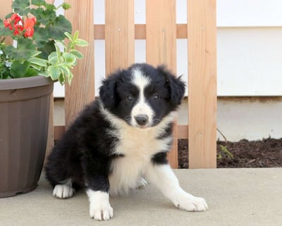 Border Collie Puppies for Sale