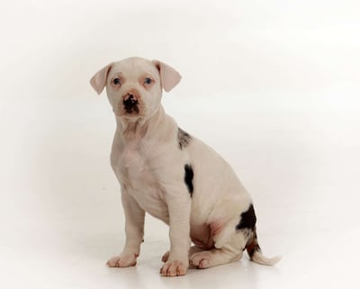 Catahoula Leopard Puppies for Sale