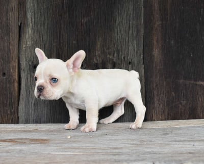 French Bulldog Puppies for Sale