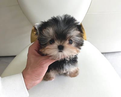 Teacup Morkie puppies for sale