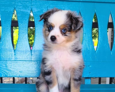 Miniature Australian Shepherd Puppies for Sale