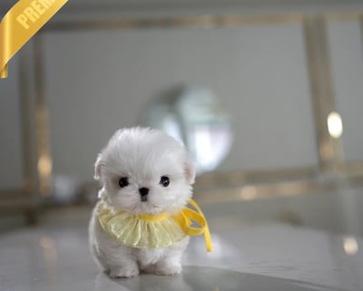 Teacup Maltese Puppies for Sale