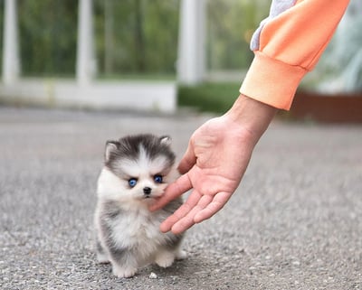 Pomsky Puppies for Sale