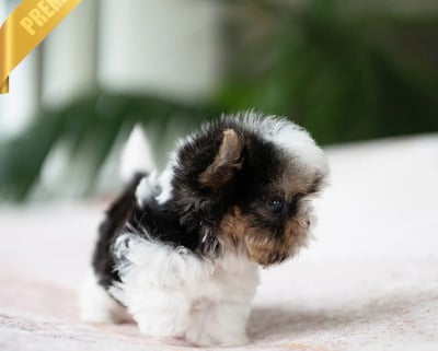 Teacup Morkie puppies for sale