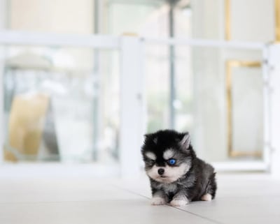 Pomsky Puppies for Sale