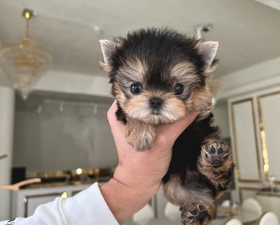 Teacup Morkie puppies for sale