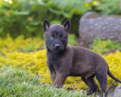 Belgian Malinois Puppies for Sale