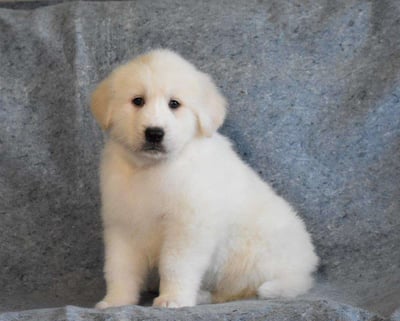Great Pyrenees Puppies for Sale 