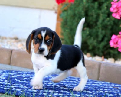  Beagle puppies for sale