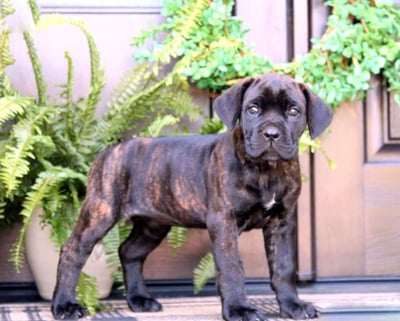 Cane Corso Puppies for Sale