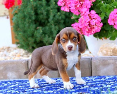  Beagle puppies for sale