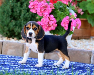 beagle puppies for sale