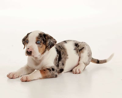 Catahoula Leopard Puppies for Sale