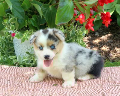 Pembroke Welsh Corgi Puppies for Sale