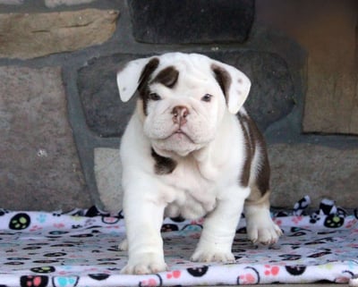 English Bulldog puppies for sale