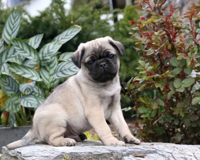 Pug Puppies for Sale
