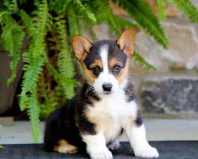 Pembroke Welsh Corgi Puppies for Sale