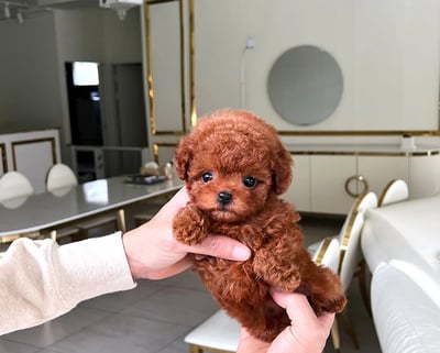Poodle Puppies for Sale