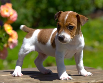 Jack Russell puppies for sale 