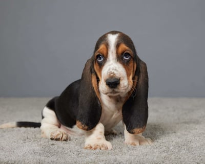Basset Hound Puppies for Sale