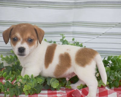 Jack Russell Puppies for Sale