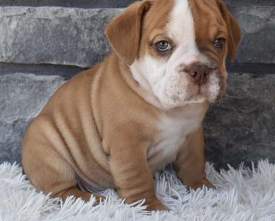 Beabull Puppies for Sale