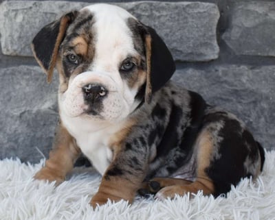 Beabull Puppies for Sale