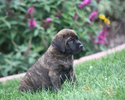 English Mastiff Puppies for Sale
