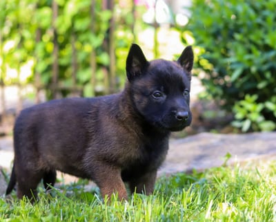 Belgian Malinois Puppies for Sale