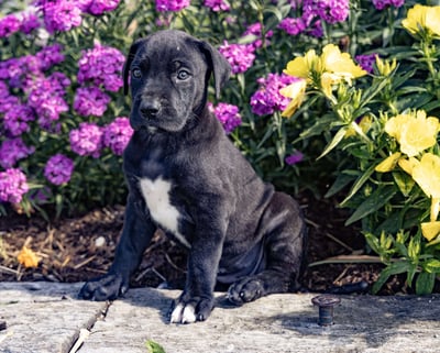 Great Dane Puppies for Sale
