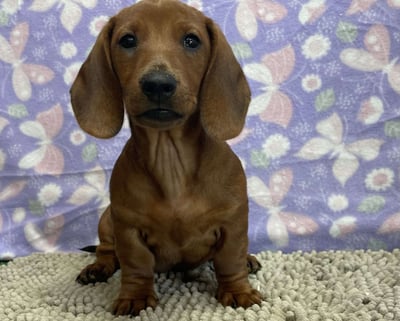 Dachshund puppies for sale