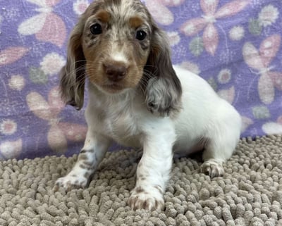 Dachshund puppies for sale