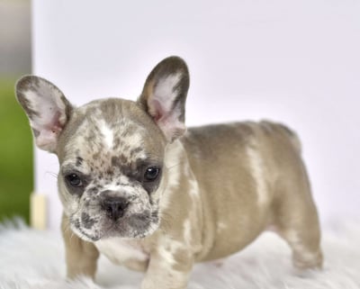 French Bulldog Puppies for Sale