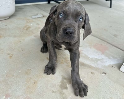 Cane Corso Puppies for Sale