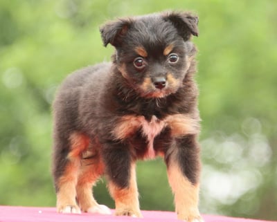 Australian Shepherd Puppies for Sale