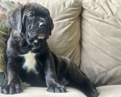 Cane Corso Puppies for Sale