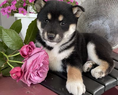 Shiba Inu puppies for sale