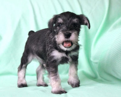 Schnauzer Puppies for Sale