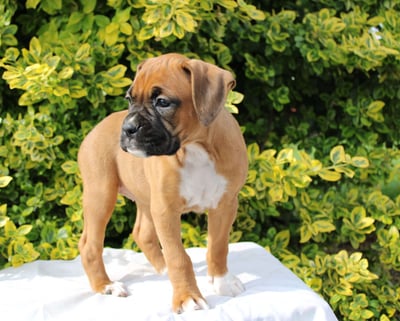 Boxer Puppies for Sale