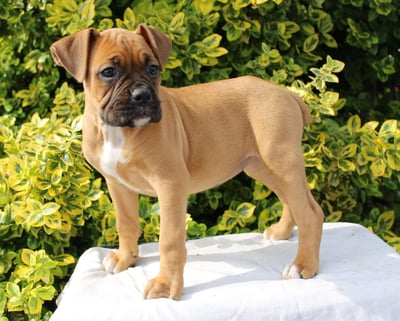 Boxer Puppies for Sale