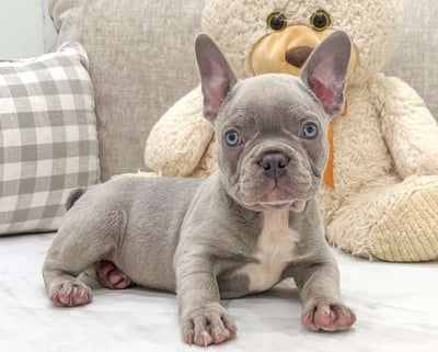 Frenchton Puppies for Sale 