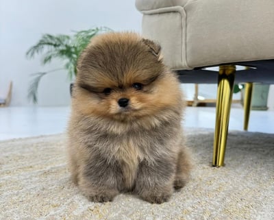 Teacup Pomeranian Puppies for Sale