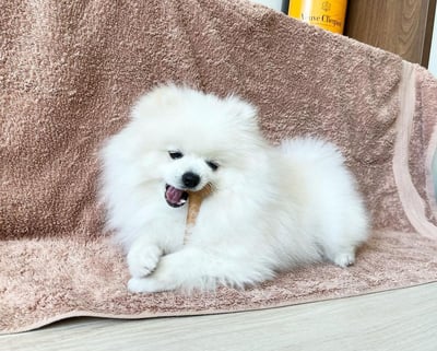 Teacup Pomeranian Puppies for Sale
