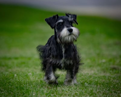 Schnauzer Puppies for Sale