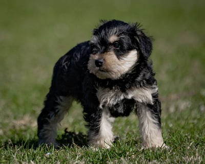 Schnauzer Puppies for Sale