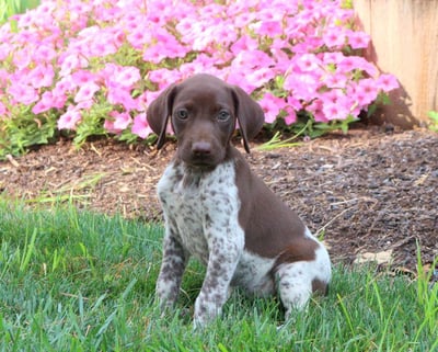 German Shorthaired Pointer Puppies for Sale 