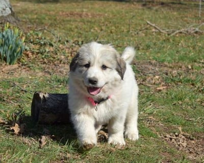 Great Pyrenees Puppies for Sale 
