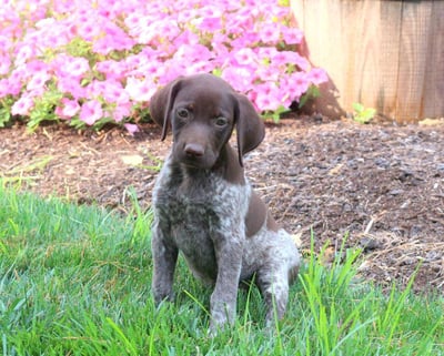 German Shorthaired Pointer Puppies for Sale